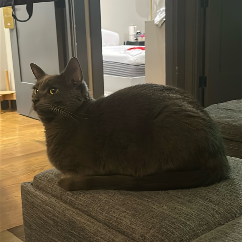 Meet your Posher, Gabe